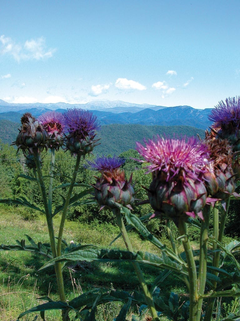 flores de cardo en los pyreneos