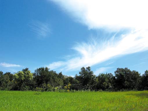 Albera-Wolke