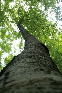 baum-macro