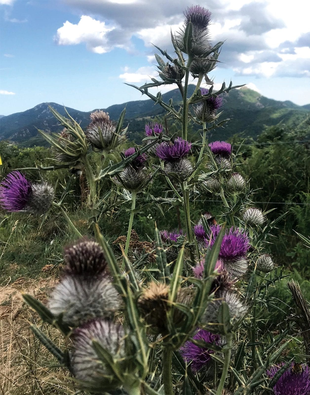 plants in french mountains