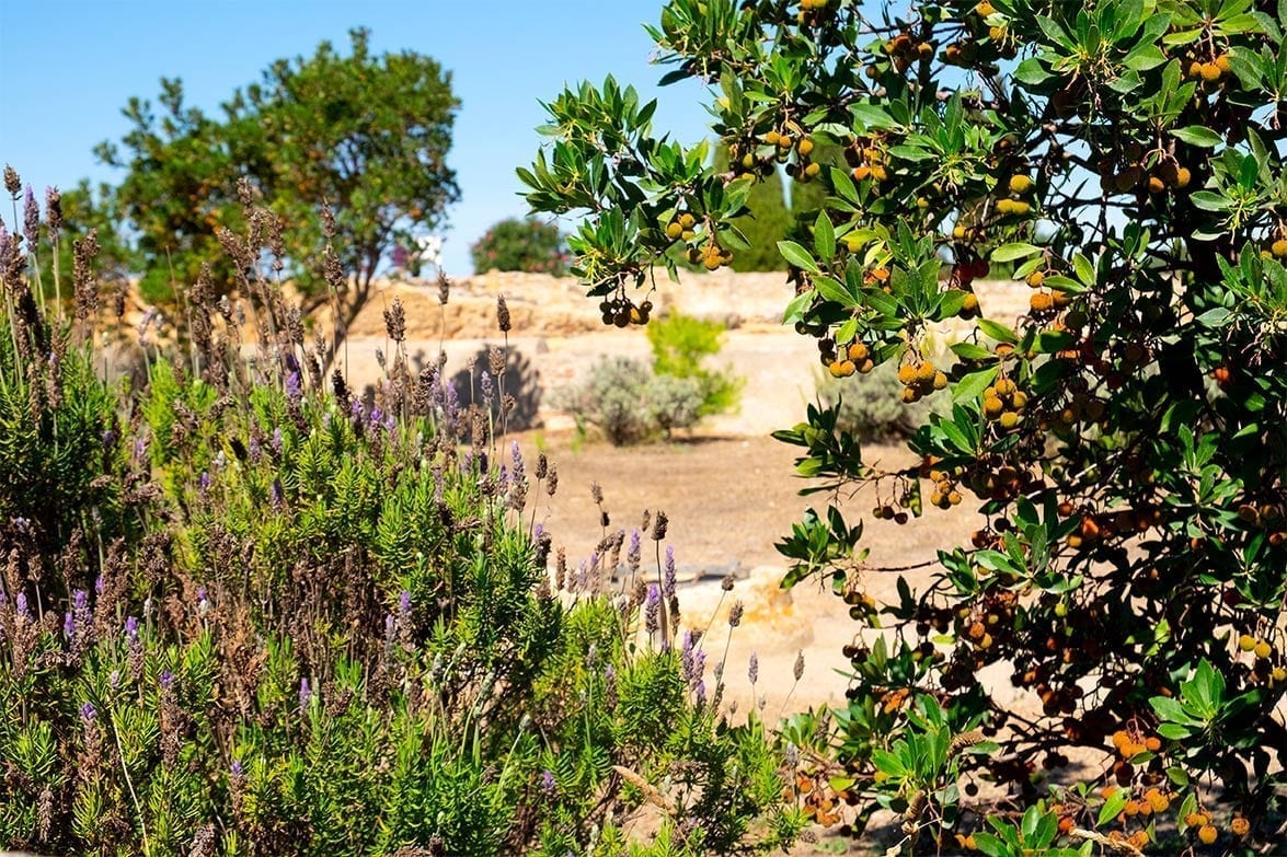 Les ruines d'Empúries 