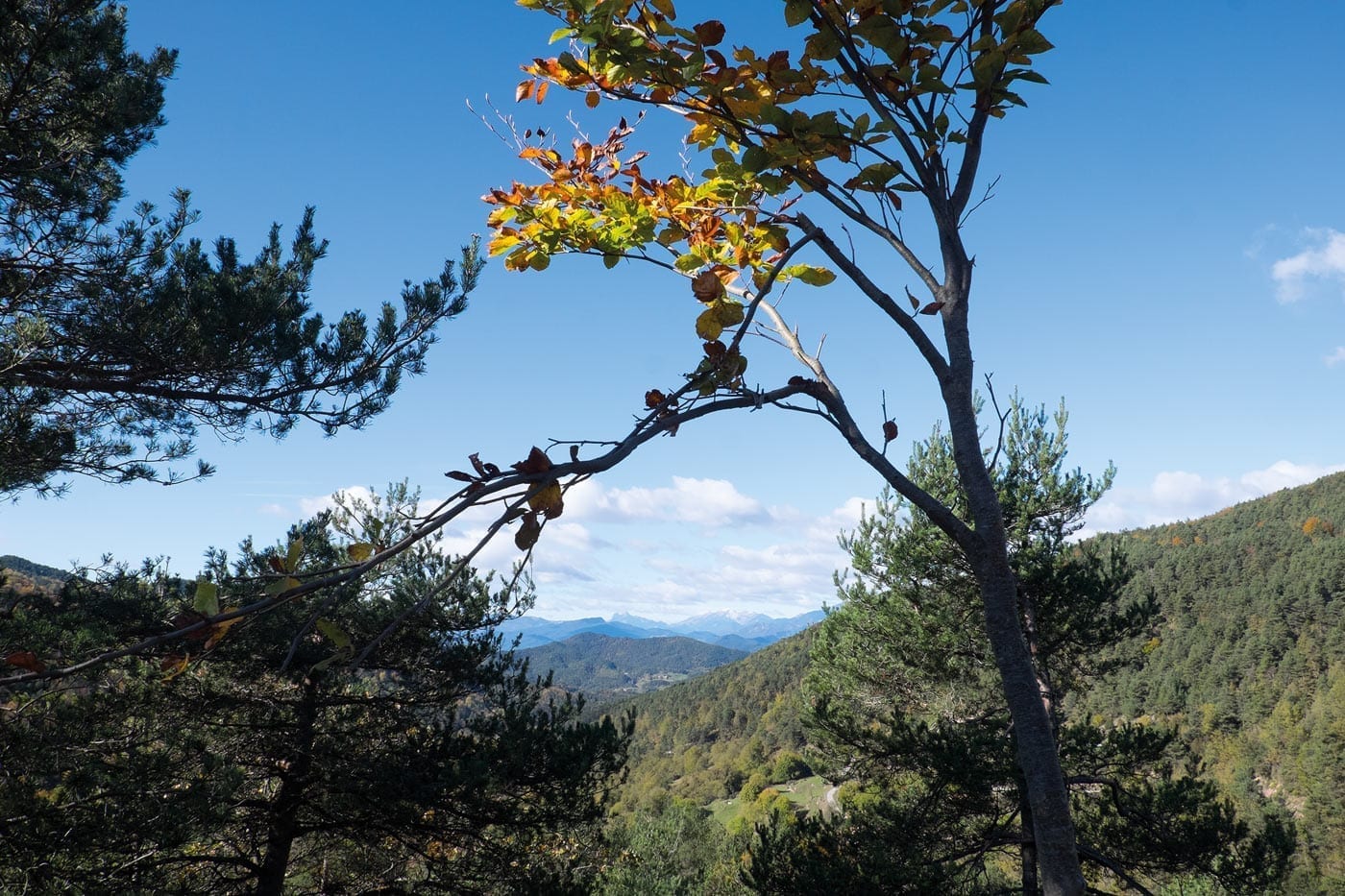forest, nature, leaves, catalonia, costa brava, hiking 