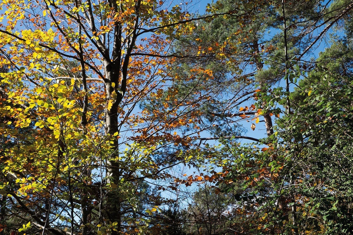 Wanderlust, Wald, Herbst, November, Naturliebe, Natur