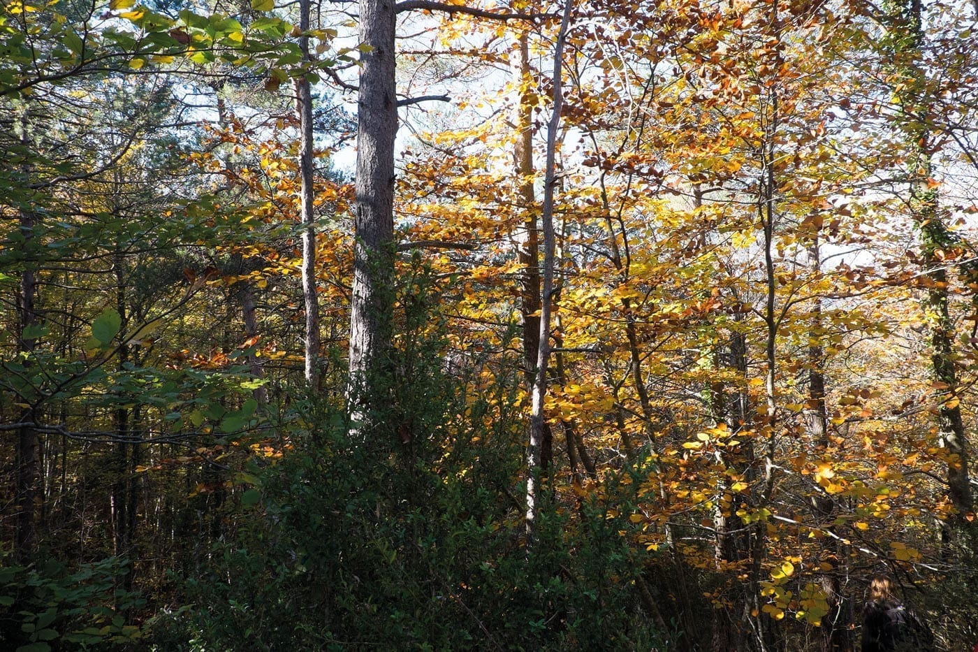  forêt, novembre, octobre, catalogne, pyrénées, randonnées
