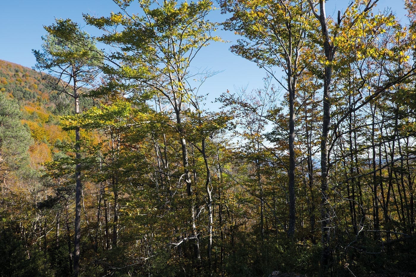  forêt, novembre, octobre, catalogne, pyrénées, randonnées