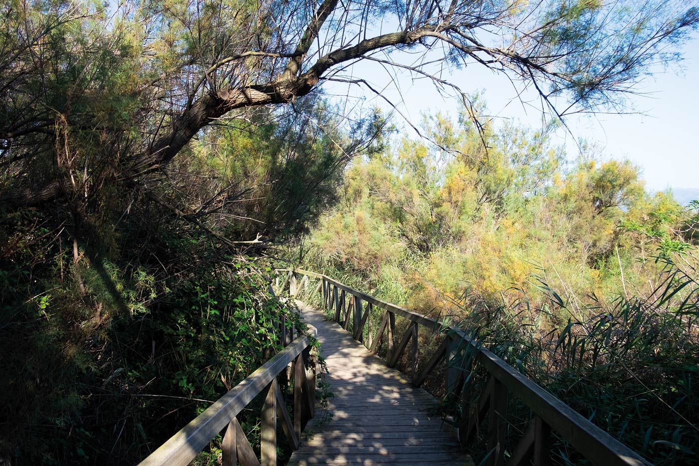 randonnée, parc naturel, Aiguamolls de l'Empordá, Catalogne, Costa Brava, Pyrénées, Méditerranée