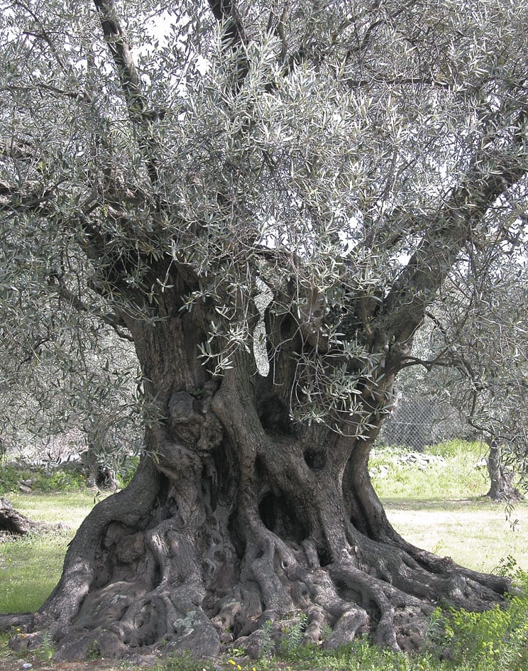1000 Jahre alter Olivenbaum