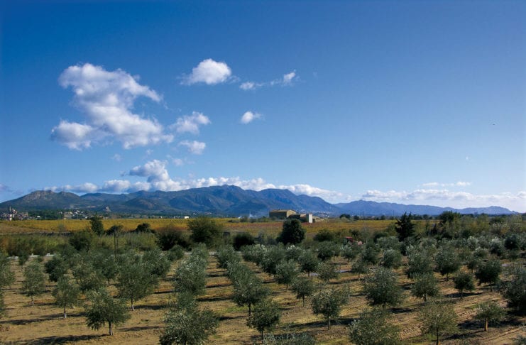 Olivenplantage um Olivenöl zu produzieren