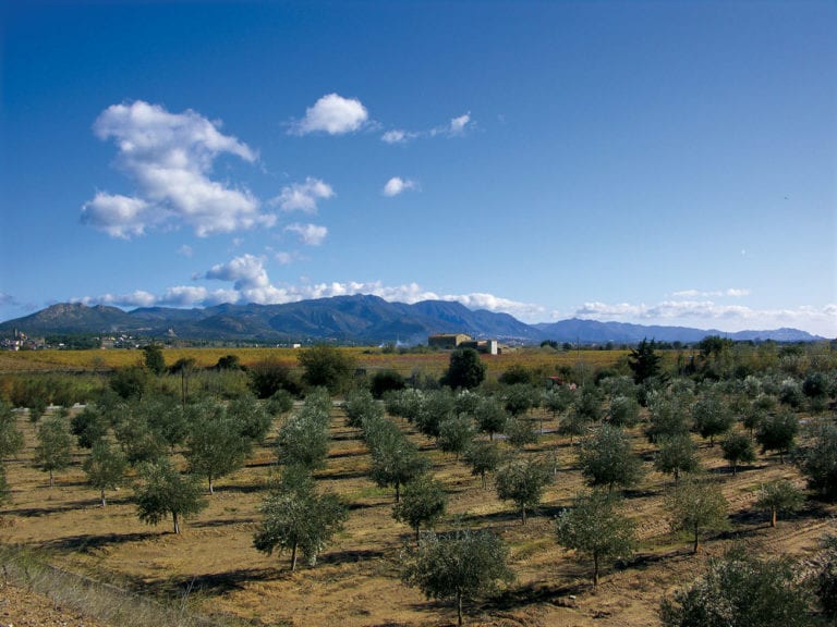 Olivenplantage um Olivenöl zu produzieren