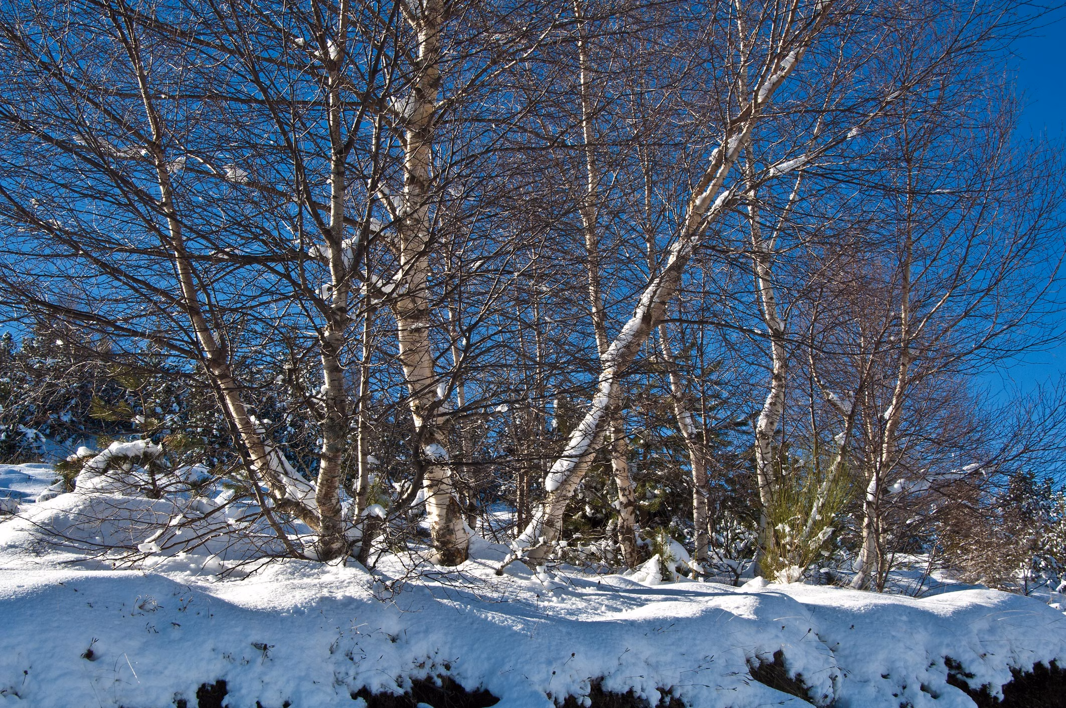 Birkenstämme im verschneiten Winterwald bei Molló