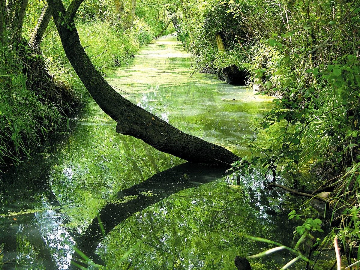Aiguamolls de l'Emporda