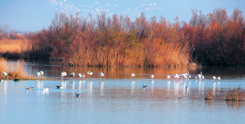 Flamingos im Aiguamolls