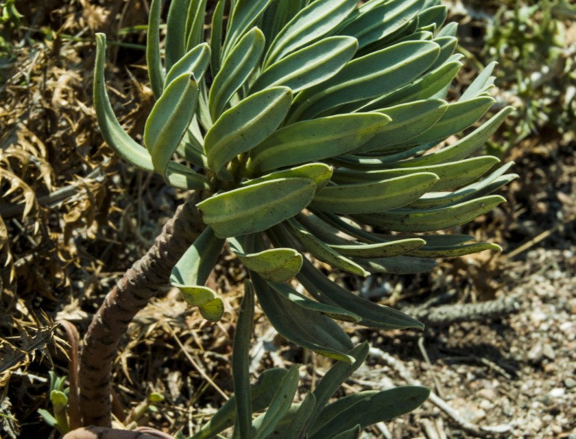 Cap-deCreus-Distel-Costa-Brava
