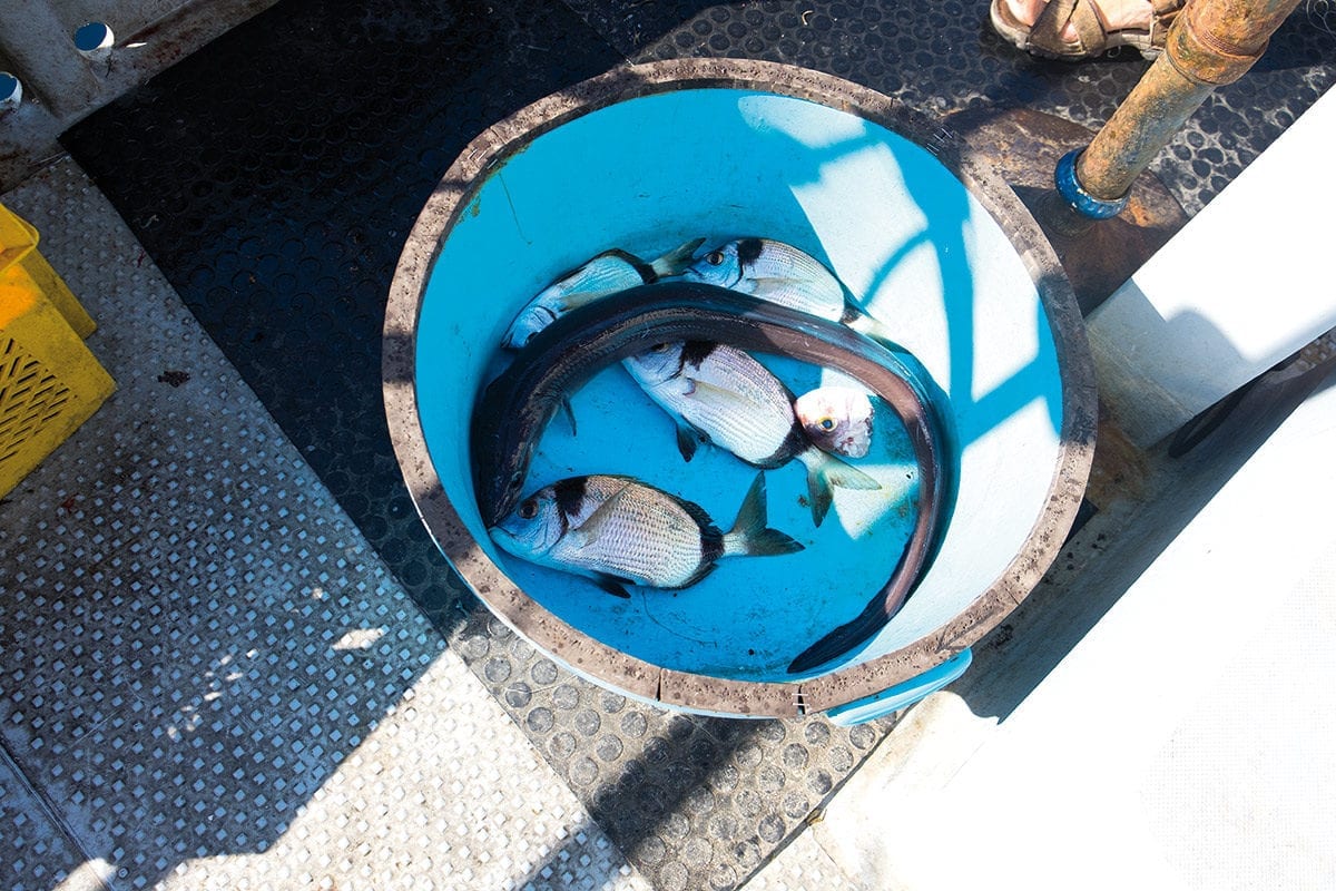 Kleine Fische und ein Aal