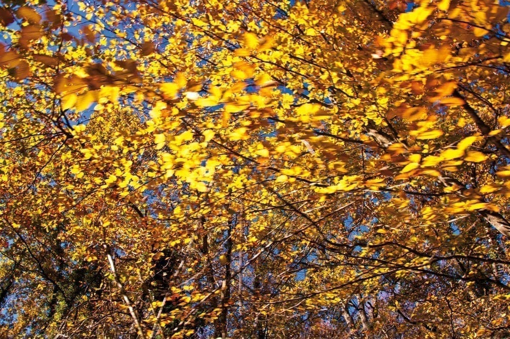 Autumn in Garo Banyo