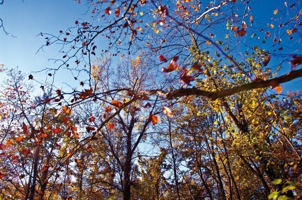 golden leaves of autumn costa brava