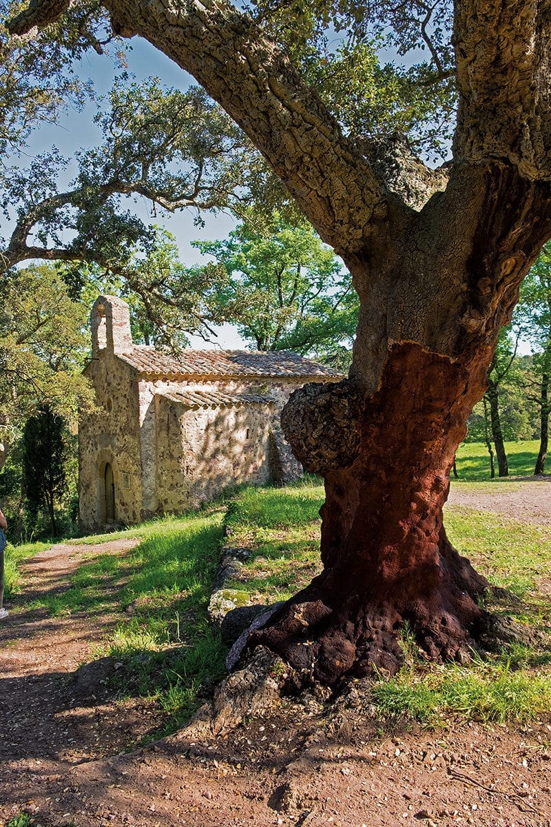 Alte Kirche hinter Baum