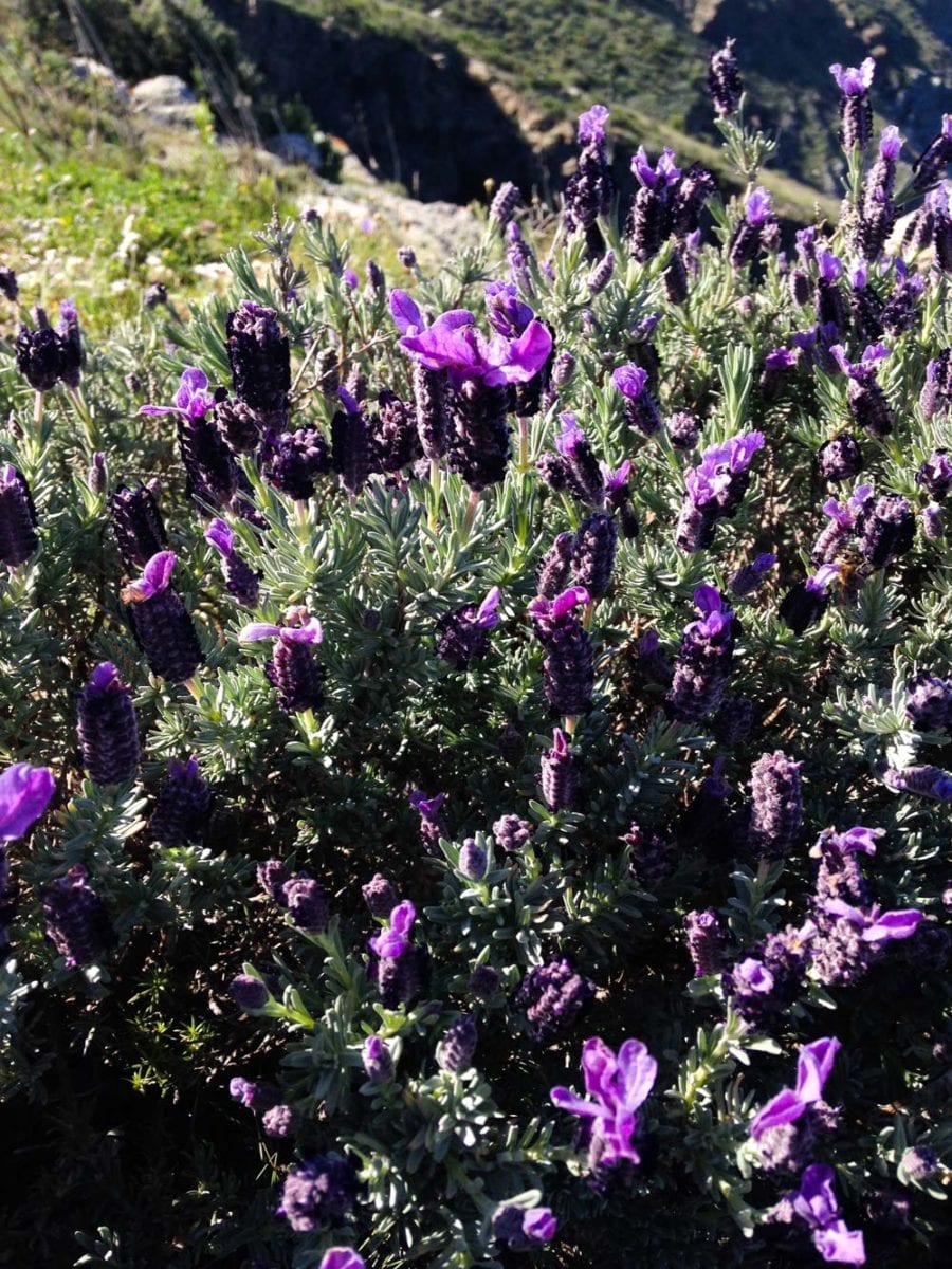 Der Lavendel betört alle Sinne.