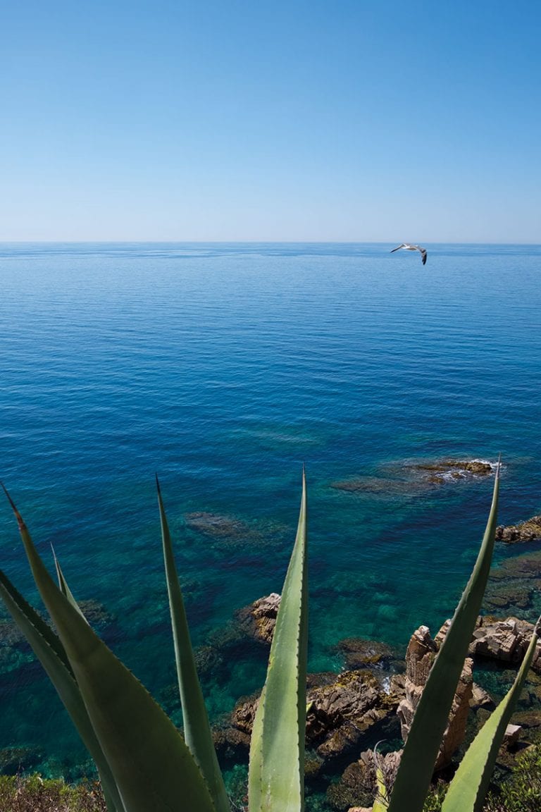 Grüne Oasen am Mittelmeer – Botanische Gärten