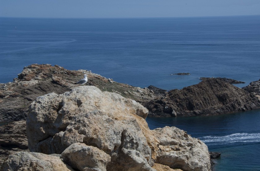 Möwe-Cap-de-Creus-Costa-Brava