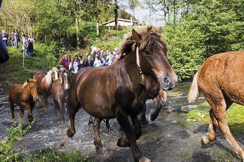 Pferde beim Abtrieb in Mollò