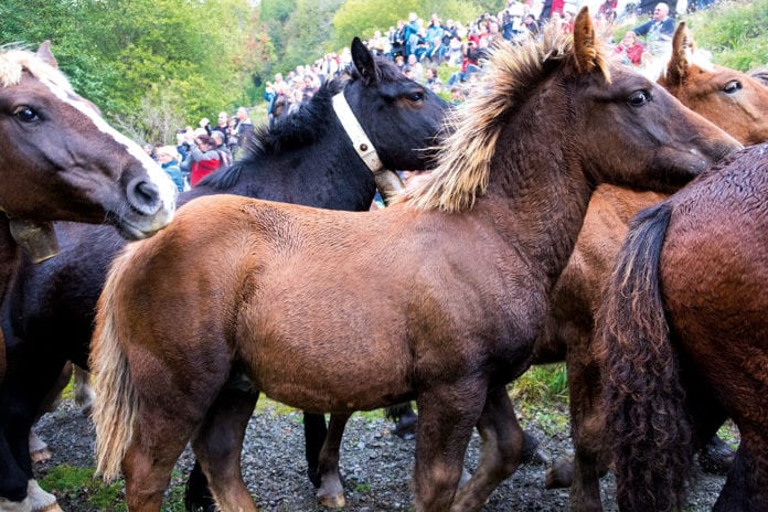 In Mollo trafen sich Händler und Tierliebhaber