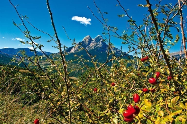 Blick durch grüne Dickicht auf die Pyrenäen