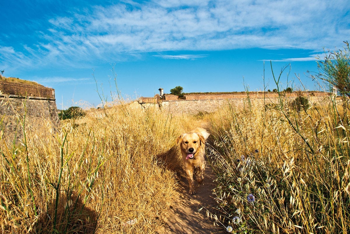 Sant Ferran Hund