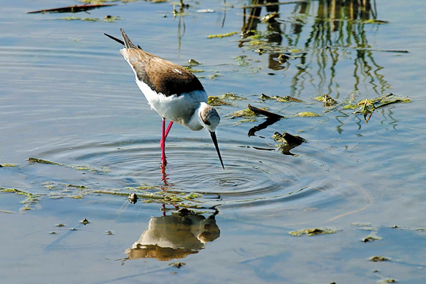 Vogelschutzgebiet am Mittelmeer