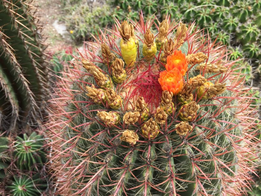 Kaktus in der Blühte