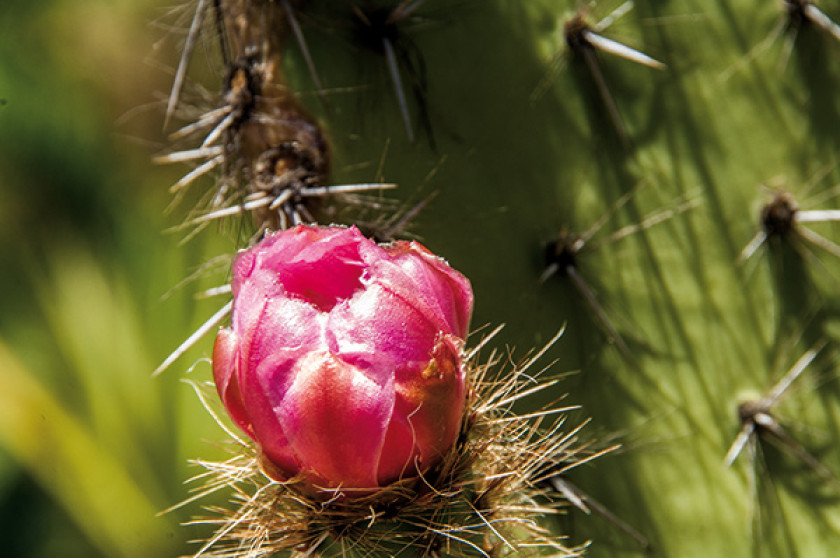 Blühender Kaktus im botanischen Garten. 