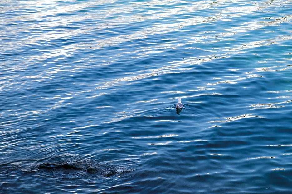 Une mouette nagent dans la mer Méditerranée, à la Costa Brava