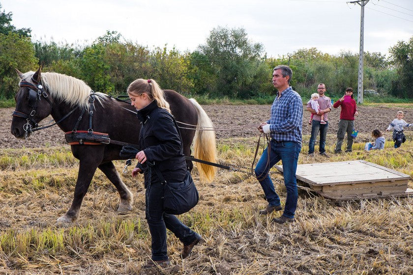 Pferd und Bauer bei der Reisernte