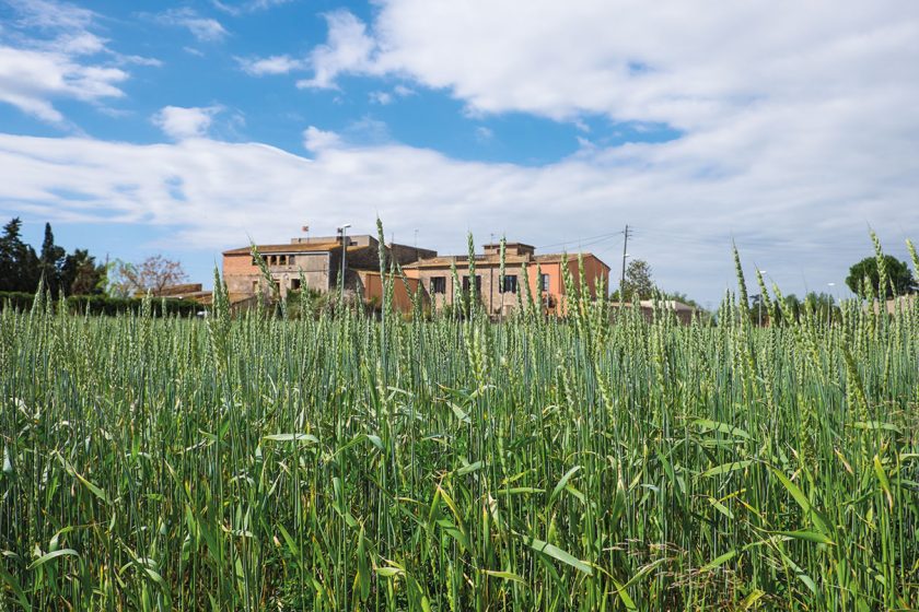 Masia hinter Getreidefeld