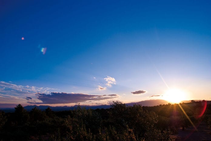 Weinberg im Abendlicht an der Costa Brava